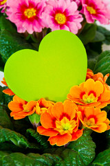 Springtime flowers and love heart background