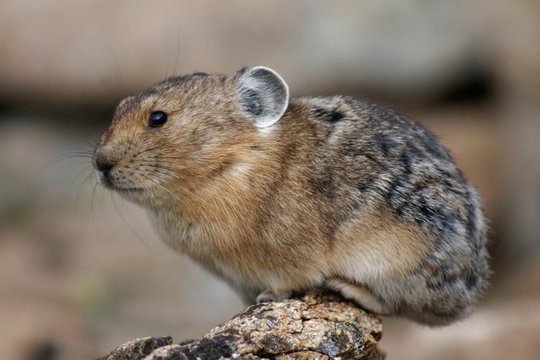 A pika at home in Rocky Mountain National Park, Colorado