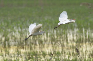 Cattle Egret (Bubulcus ibis) 