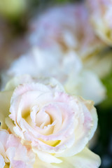 Beautiful and gentle pink Eustoma flowers, Lisianthus, tulip gentian, eustomas, vertical...