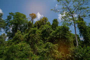 Green jungle forest tree wall