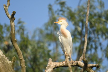 Cattle Egret (Bubulcus ibis) 