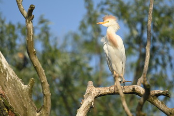 Cattle Egret (Bubulcus ibis) 