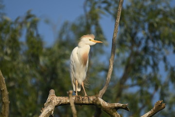 Cattle Egret (Bubulcus ibis) 