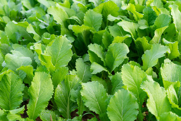 Top view planting green lettuce in the garden