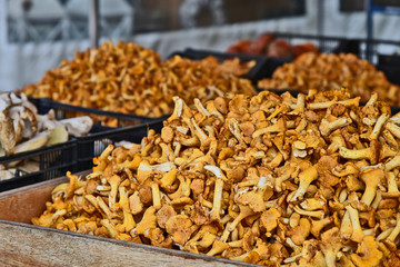 A lot of Chanterelle (German name is Eierschwamm oder Rehling) in wooden container for sale in market.