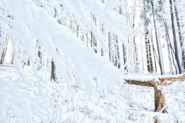   Did you mean: Iarna în Munţii Apuseni - Transilvania, Romania 47/5000 Winter in Apuseni...