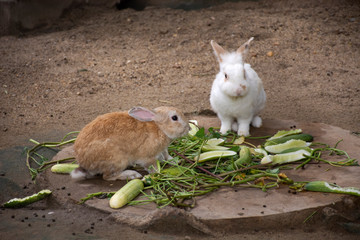 Rabbits relax and eat food in cage at animal farm