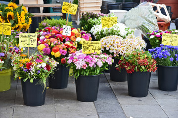 A lot mixed kind and colorful of flower for sale in on street at Munich germany with German name of flower.