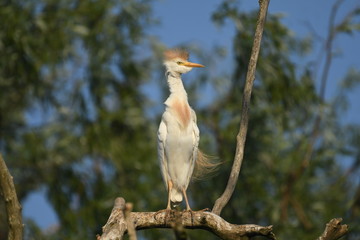 Cattle Egret (Bubulcus ibis) 
