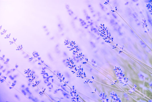 A lot of Lavender with lens flare and purple fillter for wallpaper and post card.