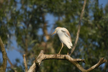 Cattle Egret (Bubulcus ibis) 
