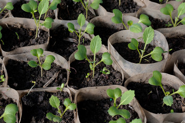 Cabbage seedlings in separate pots, growing in the greenhouse February, March. Close-up, side view