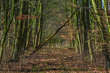 Obraz premium Nature Muenster Germany february