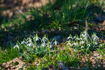 Nature Muenster Germany february