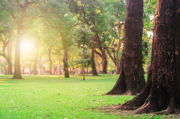 trees in the park with green grass and sunlight, fresh green nature background at out door in city...