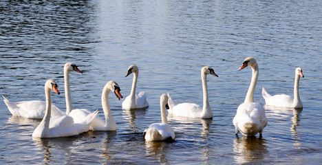 A gaggle of eight white domestic geese swimming in the pond.