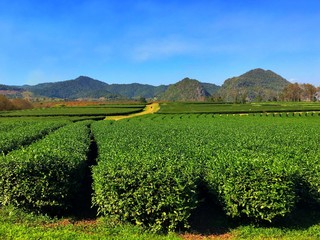 Fototapeta na wymiar Tea plantation at Singha park, Chiang Rai Province, Thailand