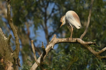 Cattle Egret (Bubulcus ibis) 
