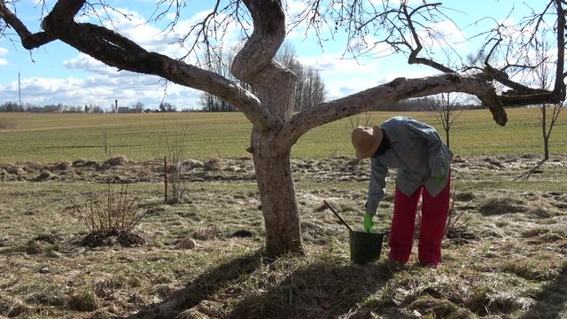 Gardener  whitening old apple tree  in early spring