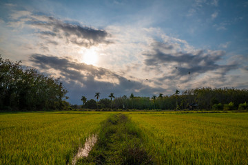 Foot path across rice field with dramatic sunset sky Thai rural landscape