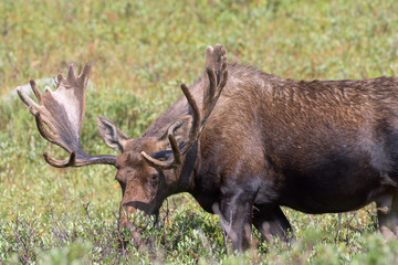 Shiras Moose in Colorado. Shiras are the smallest species of Moose in North America