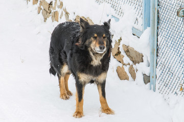 old stray dog in the snow