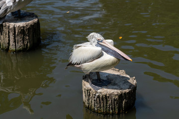 Dalmatian pelican