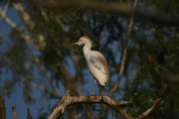 Fototapeta premium Cattle Egret (Bubulcus ibis) 