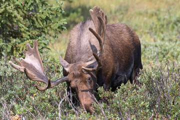 Shiras Moose in Colorado. Shiras are the smallest species of Moose in North America