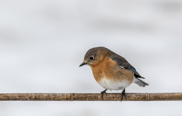 Eastern Bluebird (Sialia sialis) female perched in February with snow on the ground
