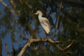 Cattle Egret (Bubulcus ibis) 