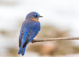Eastern Bluebird (Sialia sialis) male perched in February with snow on the ground