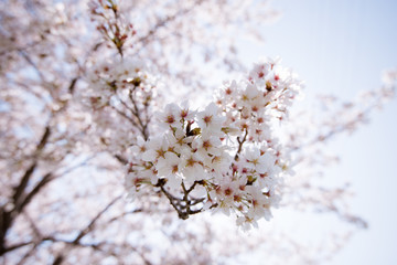 cherry blossoms