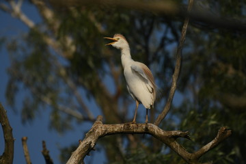 Cattle Egret (Bubulcus ibis) 