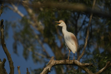 Cattle Egret (Bubulcus ibis) 