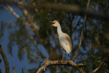 Cattle Egret (Bubulcus ibis) 