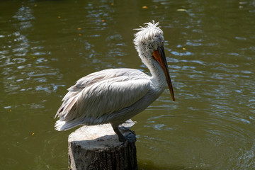 Dalmatian pelican
