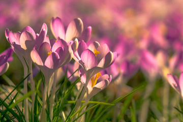 Blühender Krokus an sonnigem Tag. Krokus im Frühling. Krokusse auf grüner Wiese. Krokus blüht im Morgenlicht.