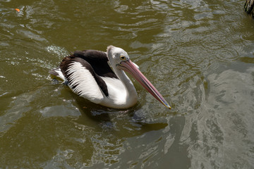 Australian pelican in the water