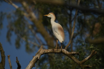 Cattle Egret (Bubulcus ibis) 