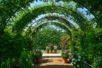 Green natural tunnel of plants and flowers