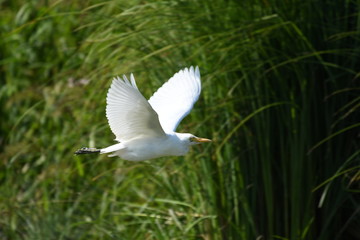 Cattle Egret (Bubulcus ibis) 