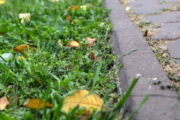 Green grass grows near asphalt with autumn leaves, separated by concrete border.