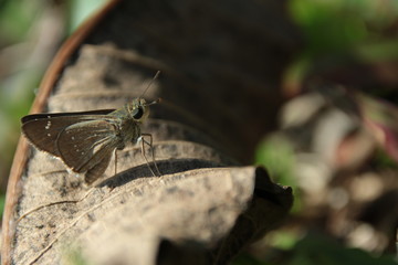 moth on dead leaf