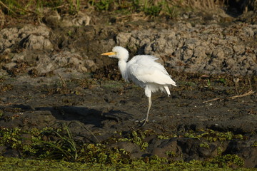 Cattle Egret (Bubulcus ibis) 