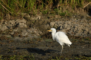 Cattle Egret (Bubulcus ibis) 