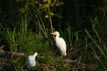 Cattle Egret (Bubulcus ibis) 