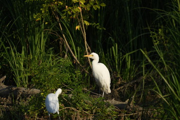 Cattle Egret (Bubulcus ibis) 