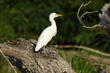 Cattle Egret (Bubulcus ibis) 